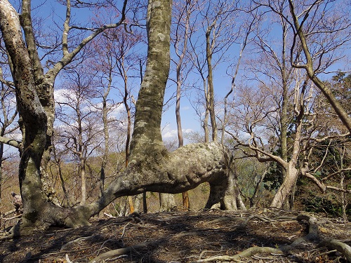 池木屋山画像